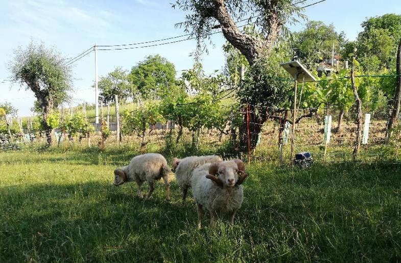 Pensjonat Wine House Rakar Gračišče Zewnętrze zdjęcie