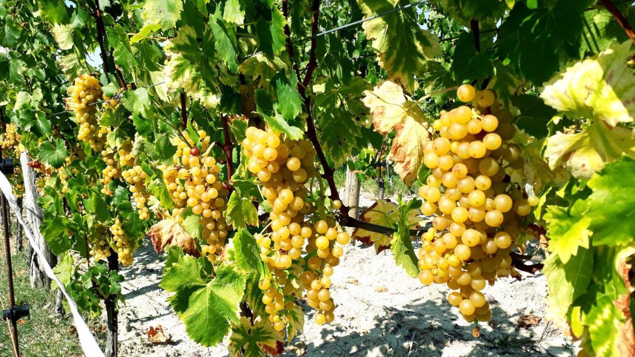 Pensjonat Wine House Rakar Gračišče Zewnętrze zdjęcie